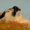 Vrana seda - Corvus cornix - Hooded Crow4990